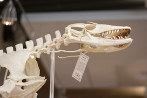 Komodo Dragon Skeleton