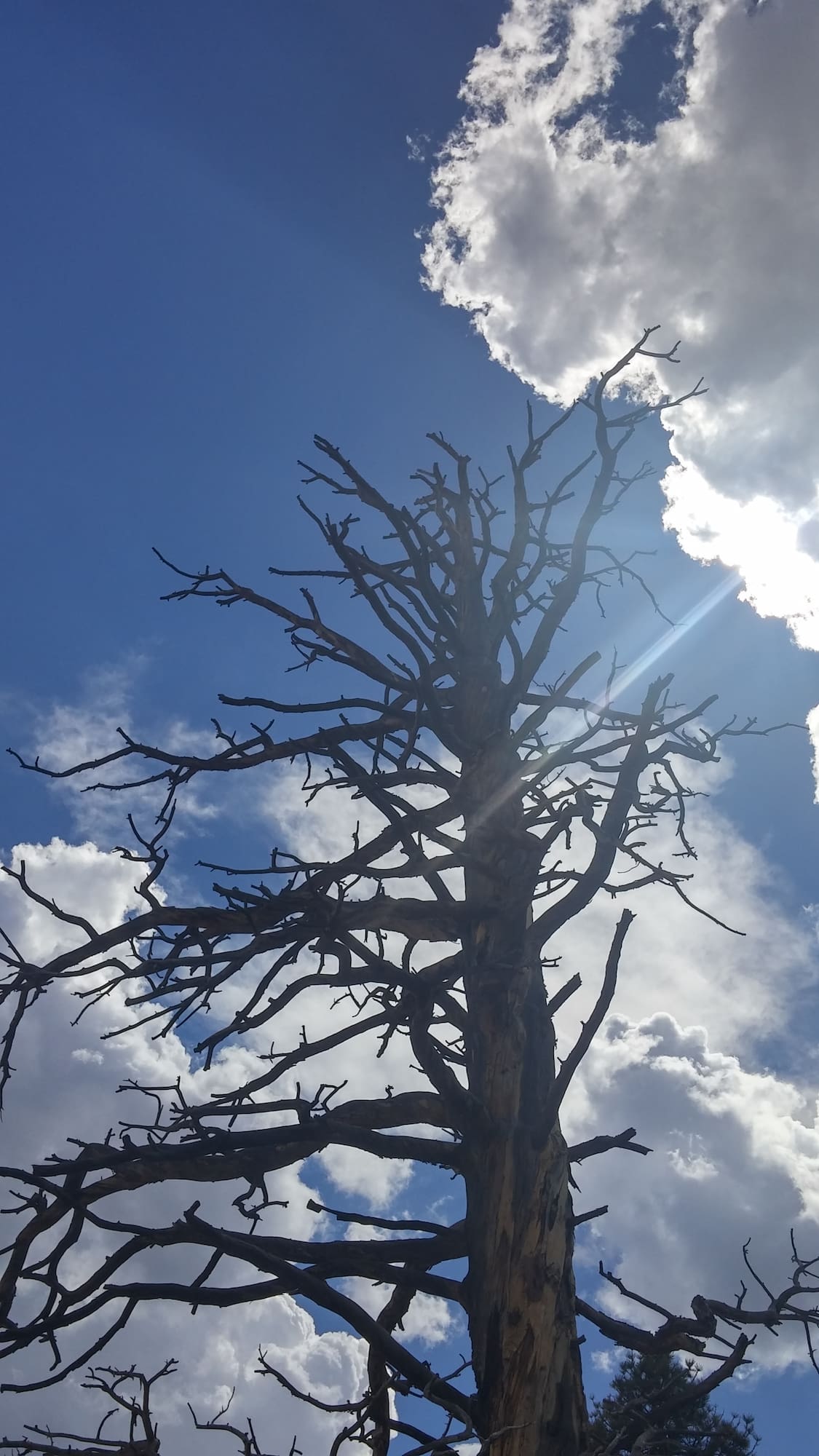 SUU Past: Reaching by SUU Alumnus Amy Toronto Weir "This old Cedar tree, found along one of the trails, was always reaching for the sun, just as my education helped me reach for higher things." 4