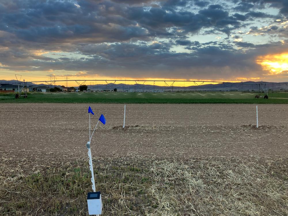 A freshly planted SUU Agriculture Plot 11