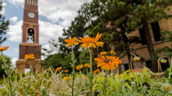 Sunflowers with bell tower in background 