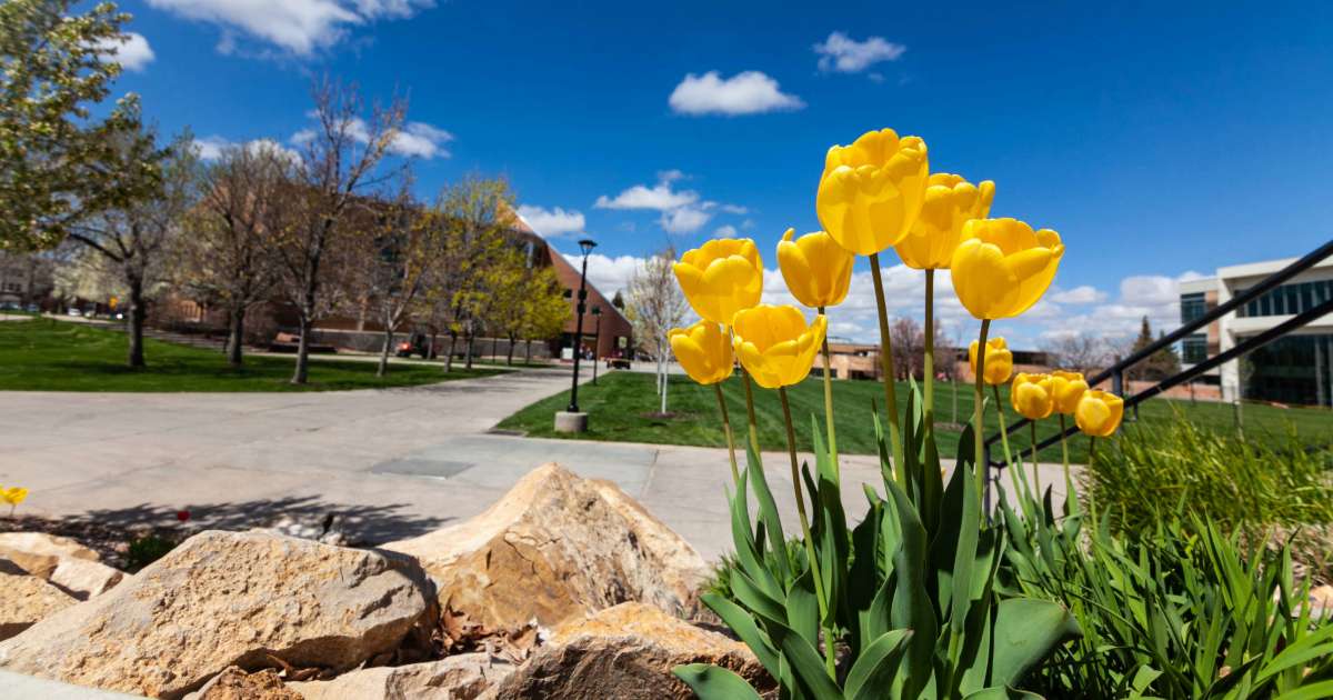 Yellow blooming flowers in front of the Gerald R. Sherratt Library on Southern Utah University campus. 