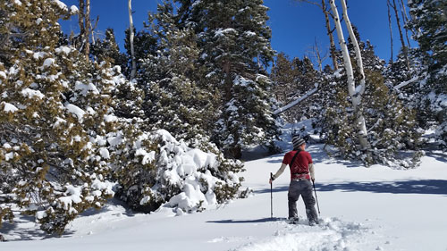 A man in a red shirt cross country skiing through amidst snow covered trees.