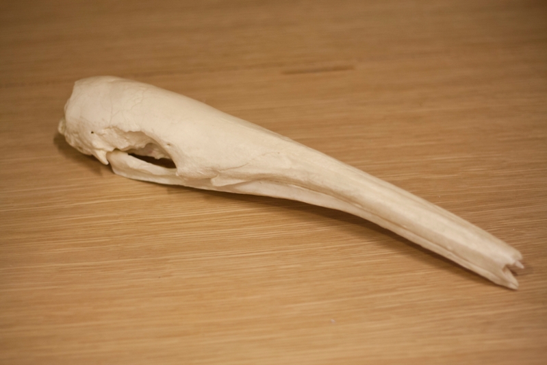 Anteater Skull