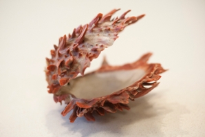 Spiny Oyster Shell