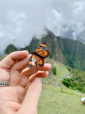 Butterfly Cuzco