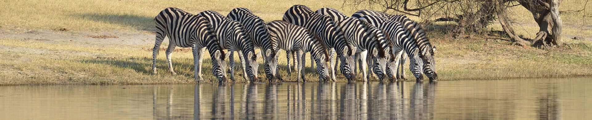 Zebras drinking at watering hole