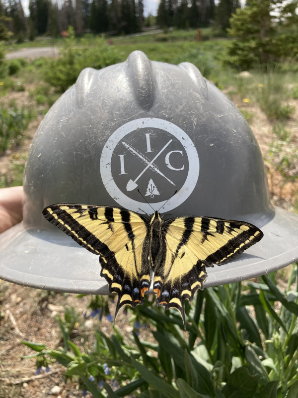 Butterfly on an IIC Helmet 21
