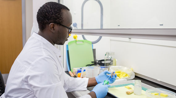 medical research suu undergraduate biology cancer partnership