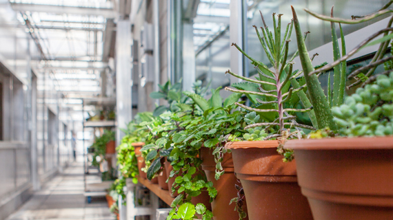 Potted plants in a greenhouse