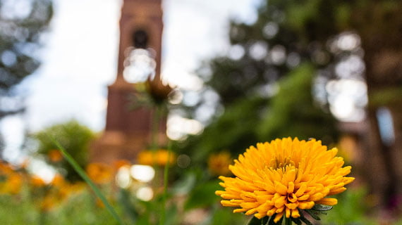 Closeup of flower with clock tower in back ground out of focus