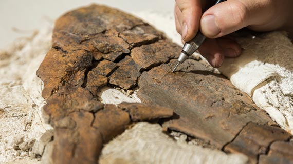 Prepping the tyrannosaur fossil