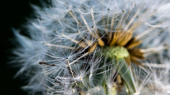 A Close Up Shot of a Dandelion.