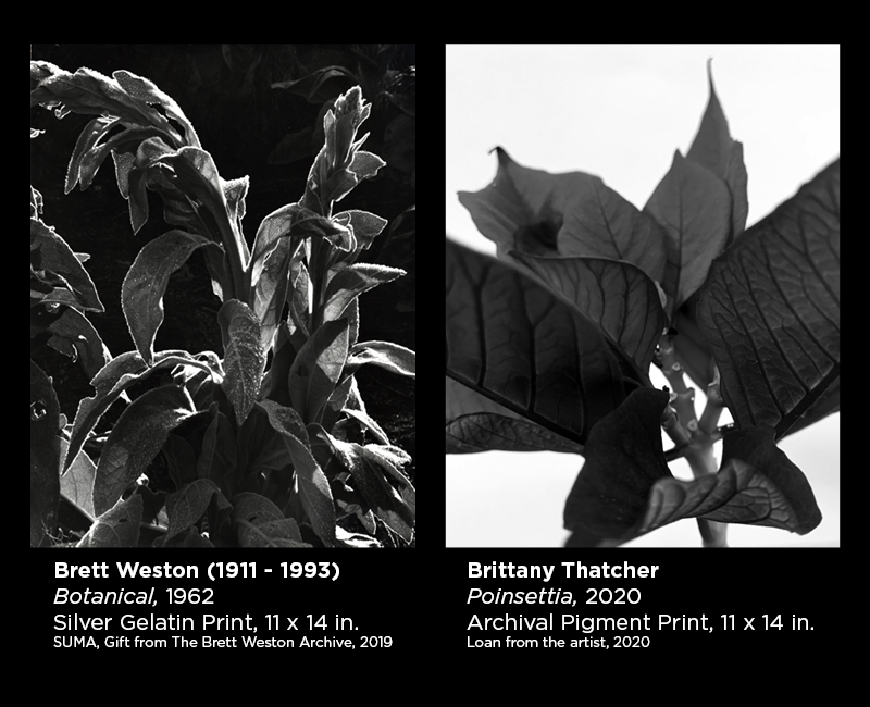 Weston and Thatcher photography 1
