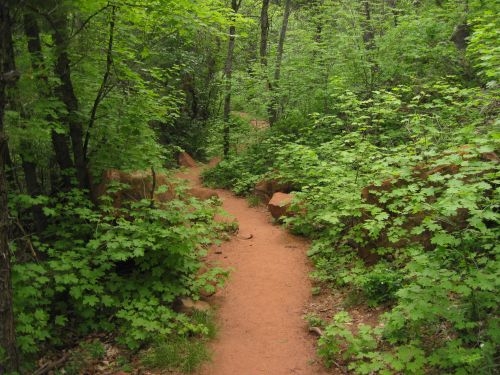 Taylor Creek Trail