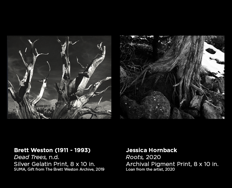 Weston and Hornback photography 18