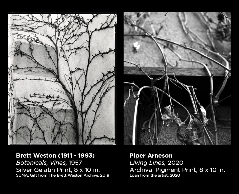 Weston and Arneson photography 31