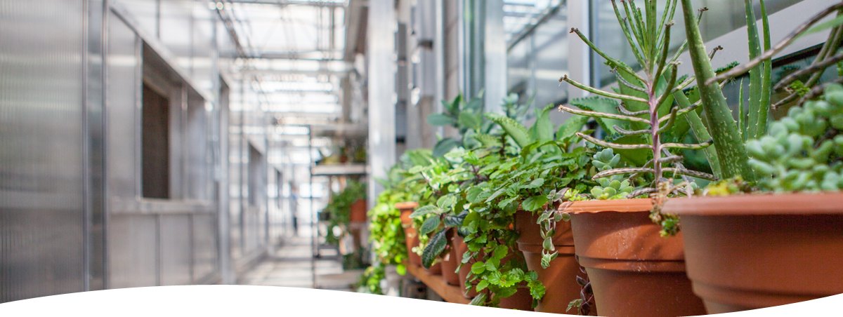 sustainability banner showing the inside of SUU's greenhouse 