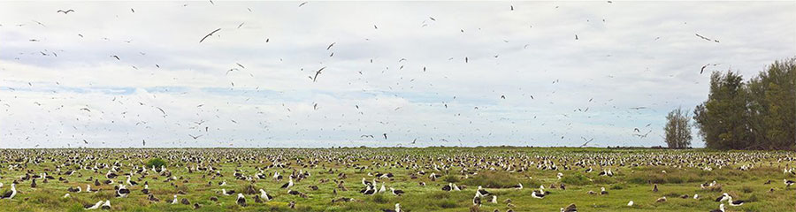 field of albatross
