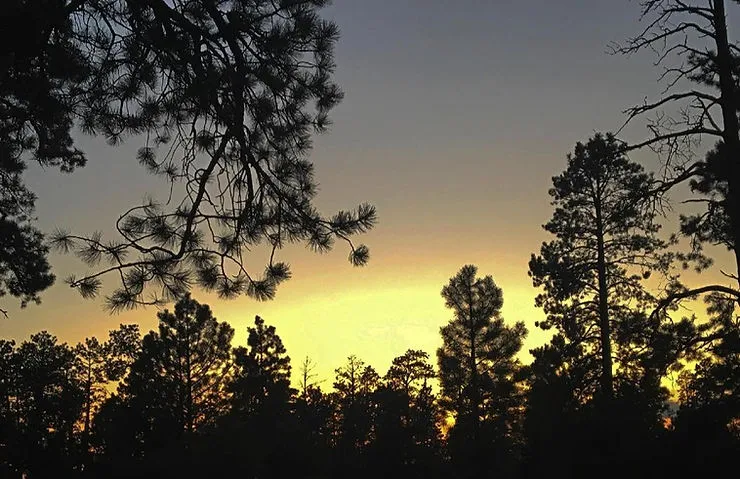 Silhouetted pine trees stand against a glowing sunset sky, with warm yellow and orange light fading into deeper dusk tones. Branches frame the scene from above and the sides.