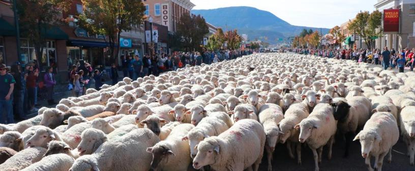 Sheep parade